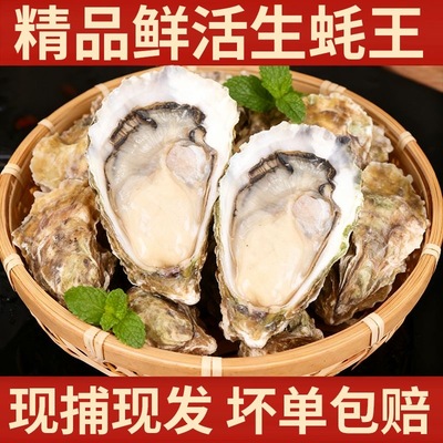 鲜活生蚝鲜活牡蛎鲜海道生鲜贝类新鲜海蛎清蒸烧烤肥蚝