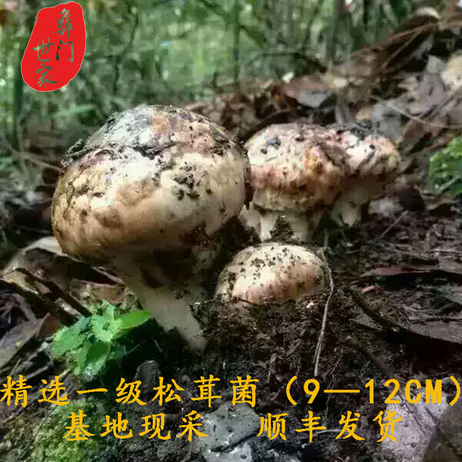 云南南华野生新鲜松茸菌一级(9-12cm)松口蘑1000克【顺丰包邮】