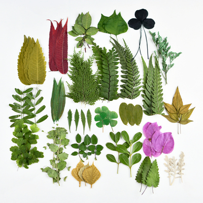 diy枝叶押花幼儿园材料植物标本
