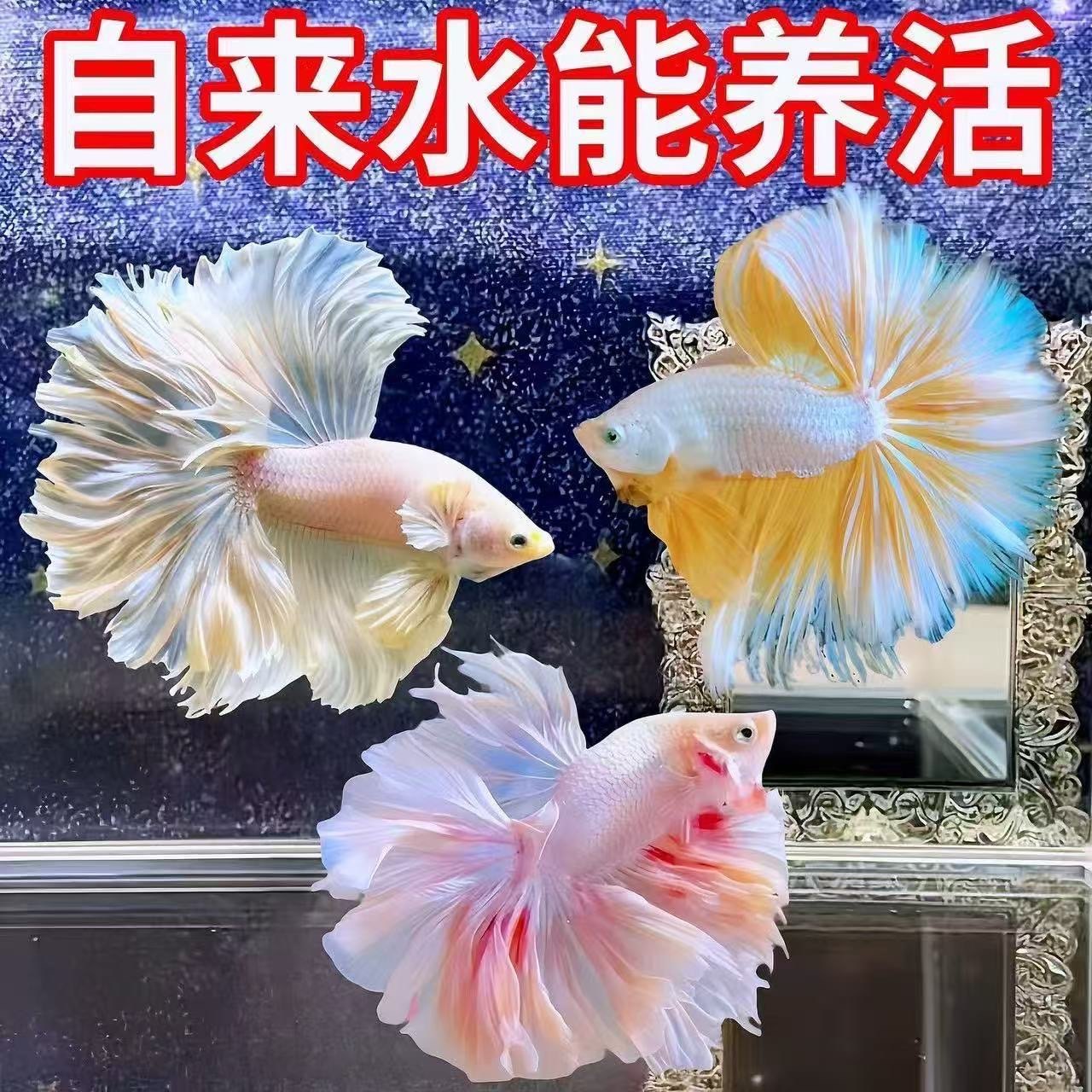 1一53号 泰国网红懒人斗鱼仙女宠物婚纱超美半月观赏鱼好养耐活,宠物/宠物食品及用品,鱼,淘宝优惠券,粉丝福利购,淘宝优惠卷