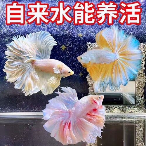 1一53号 泰国网红懒人斗鱼仙女宠物婚纱超美半月观赏鱼好养耐活