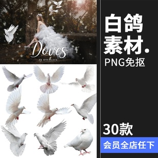 天空白鸽鸽子鸟类飞舞婚纱写真旅拍后期合成装 素PNG免抠素材 饰元