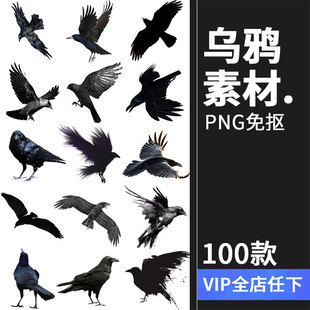 黑色乌鸦渡鸦飞翔鸟类恐怖剪影PNG免抠元 素图片后期合成PS素材