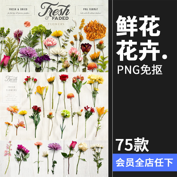 新鲜&干枯鲜花花卉玫瑰植物叶子平躺场景装饰元素PNG免抠插画素材-封面