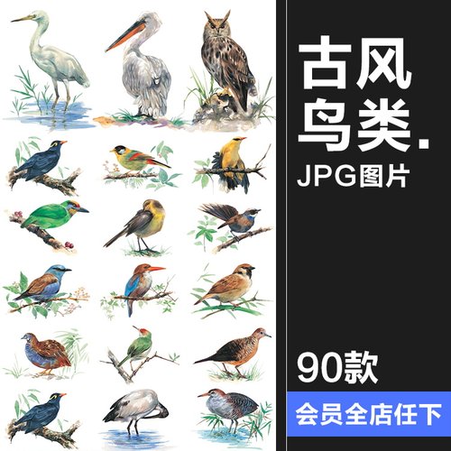 手绘水彩古风JPG鸟类鹦鹉临摹动物插画素材设计装饰JPG图片合集