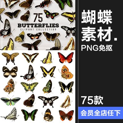 真实蝴蝶飞蛾昆虫彩蝶蛾子标本图片插画后期合成免抠图PNG素材