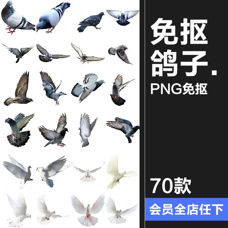 鸽子鸟类信鸽飞翔鸟群透明背景开业影楼后期处理png免抠图片素材