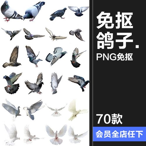 鸽子鸟类信鸽飞翔鸟群透明背景开业影楼后期处理PNG免抠图片素材
