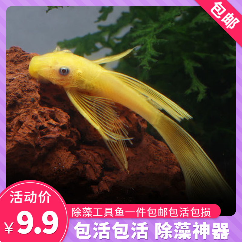 清道夫垃圾蓝眼大帆工具鱼蓝眼胡子24K大帆24K胡子黄金大胡子包邮