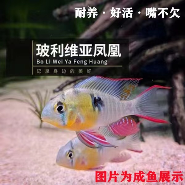 鲷科鱼淡水鱼短鲷耐活