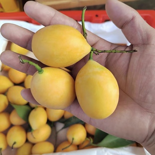 【顺丰包邮】泰国枇杷芒果迷你小芒果纯甜孕妇儿童老人学生吃水果
