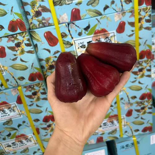 （广州发货）当季新鲜现货海南莲雾姐清甜可口孕妇学生儿童老人吃