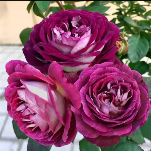 灌木月季索菲罗莎  南瓜灯笼大花浓香盆栽露天种植花卉抗寒耐热