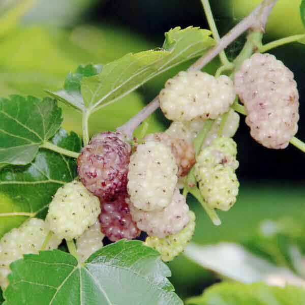 白珍珠果桑苗白色桑葚果树苗采摘园果树提供桑葚种植技术服务