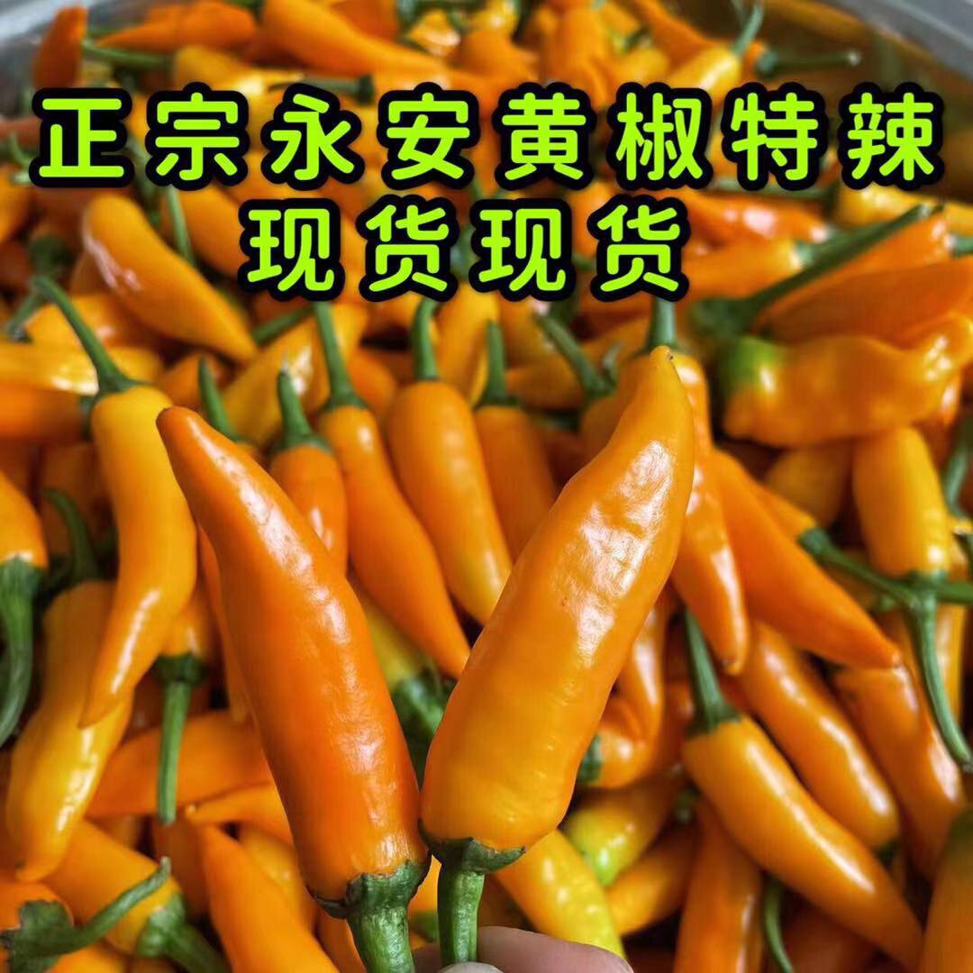福建永安特产黄椒子弹新鲜