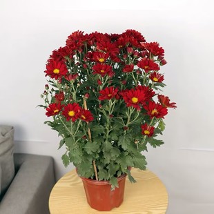 菊花一品红富贵菊盆栽四季桔金桔树桃花树新年宵花带果朱砂橘年橘