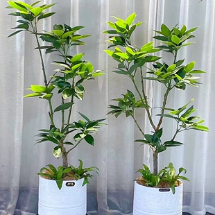 平安树多层造型客厅盆栽大绿植四季常青大棵幸福树室内外大型植物