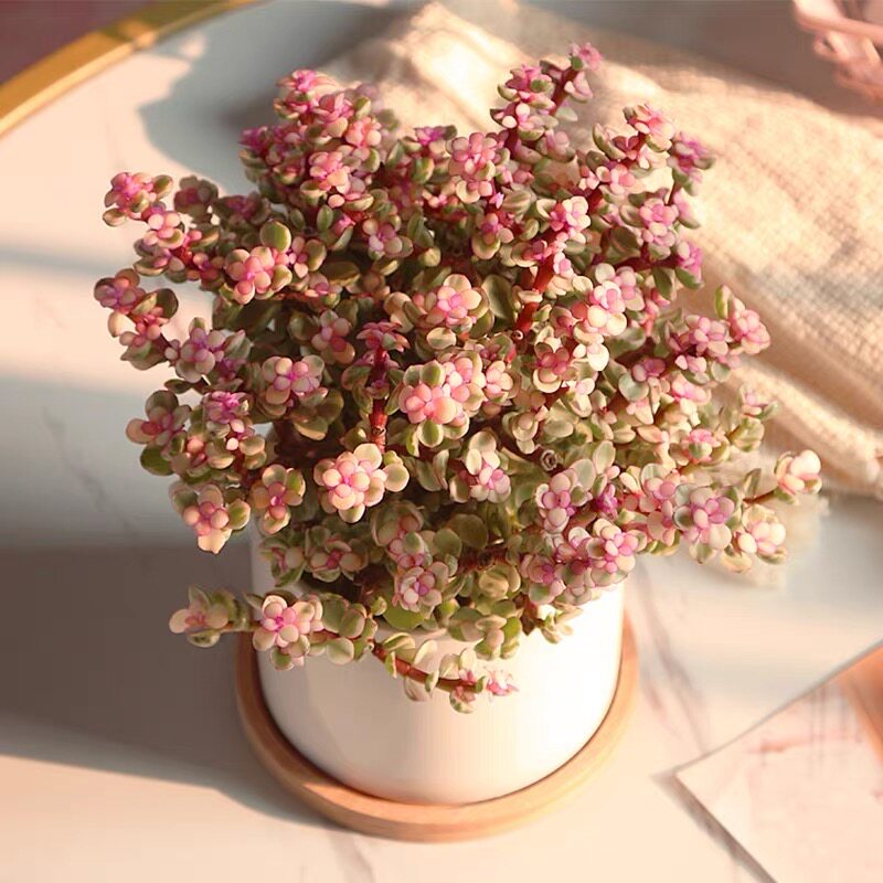 金枝玉叶盆栽多肉植物室内花卉观花好养常青雅乐之舞绿植同城配送