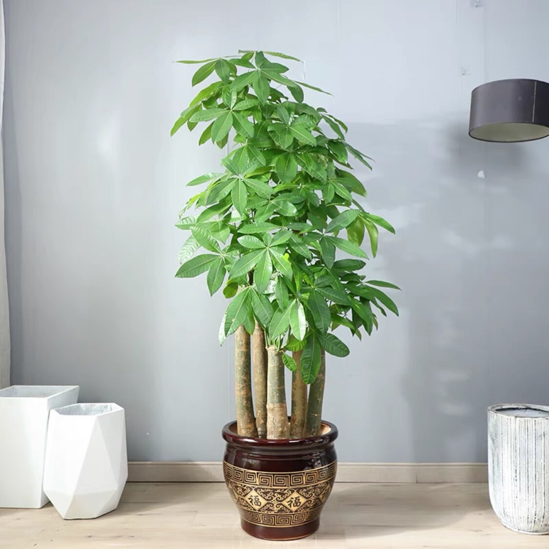 珠海五杆步步高发财树盆栽大颗型树桩植物绿植办公室客厅开业乔迁