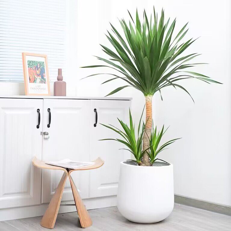 龙血树双层荷兰铁室内大型绿植客厅办公室太空铁盆栽净化空气美观