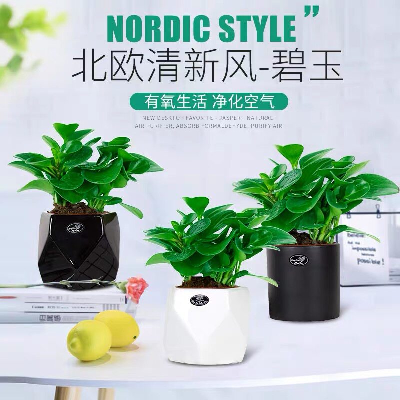 绿植珠海办公桌防辐射青叶碧玉图片