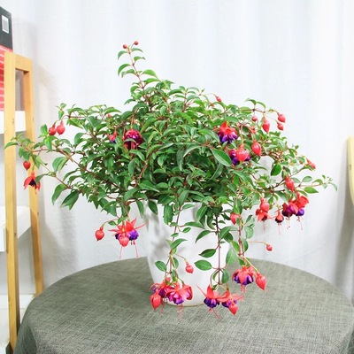 灯笼花耐寒四季不断好养倒挂金钟