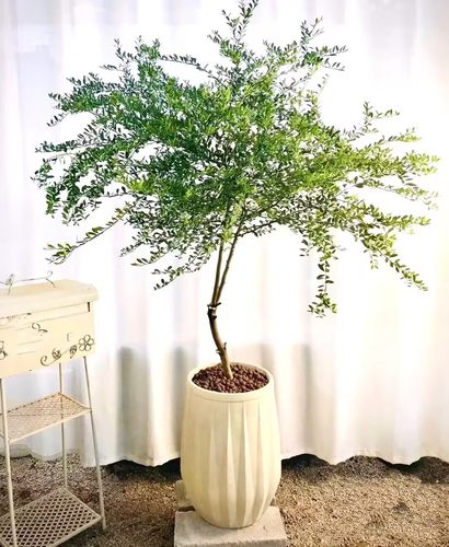 澳洲手指柠檬树血柠檬水果鱼子酱