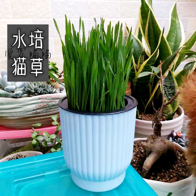 多省市包邮 上海本地种子水培猫草套餐 无土栽培去毛球
