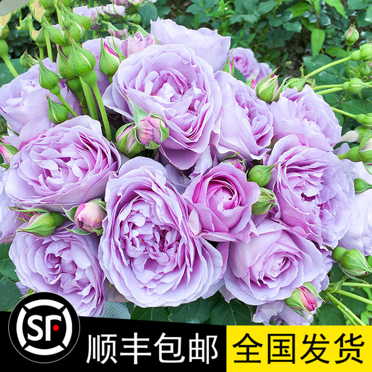 进口大花蓝色风暴发货丰花月季