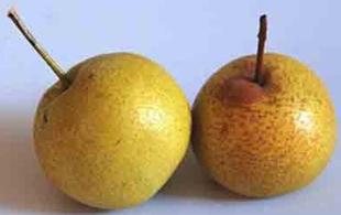 2025年酸梨 酸梨 安梨 烂酸梨天津蓟县特产酸爽五斤包邮