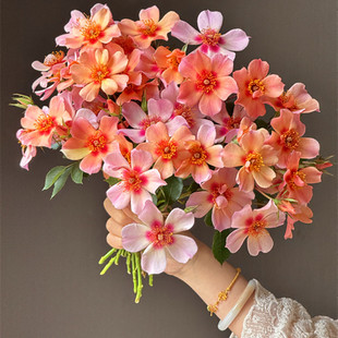 喜欢你的眼睛月季花颜色深浅变化长势快勤花耐热易养阳台盆栽庭院