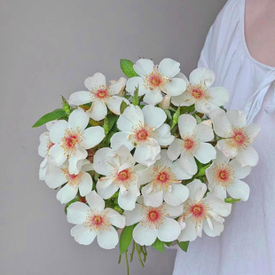 杰奎琳杜普蕾月季花长势快柠檬麝香味盆栽阳台庭院种植一六八园艺