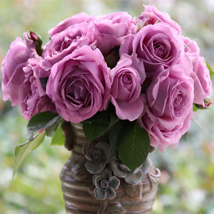 欧月日月季 玫瑰庭院种植一六八园艺 花微型灌木丰花阳台盆栽四季