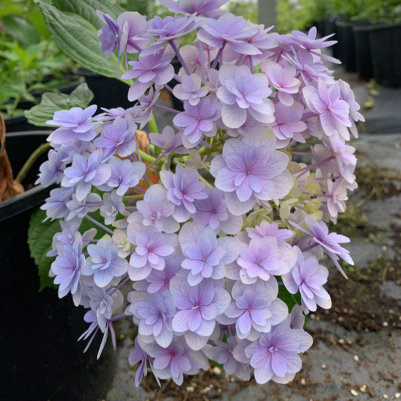 重瓣大花绣球花手鞠阳台盆栽庭院耐阴绿植可调色八仙花一六八园艺|ruв категории доставка цветов/цветок моделирования/растения садоводства, садовое растение/даосское дерево/фруктовых деревьев, видовой лист/цветочный куст - от Buy2taobao.com для оказания профессиональной услуги покупки агента Taobao