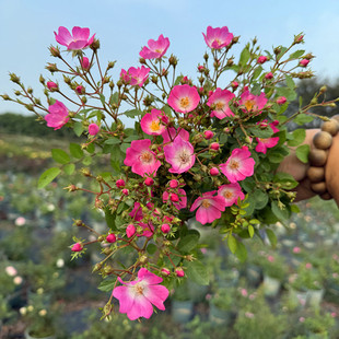 芭蕾少女月季花勤花耐开花期久长势快阳台盆栽庭院种植一六八园艺