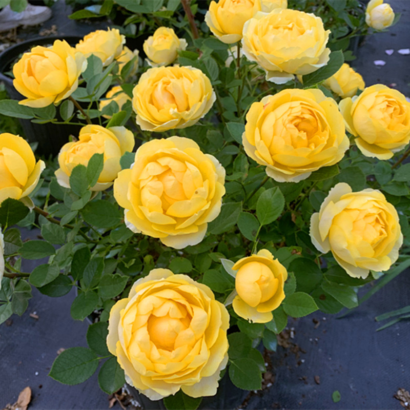 日月金丝雀月季花大花微月经典月季花勤花易养品种一六八园艺