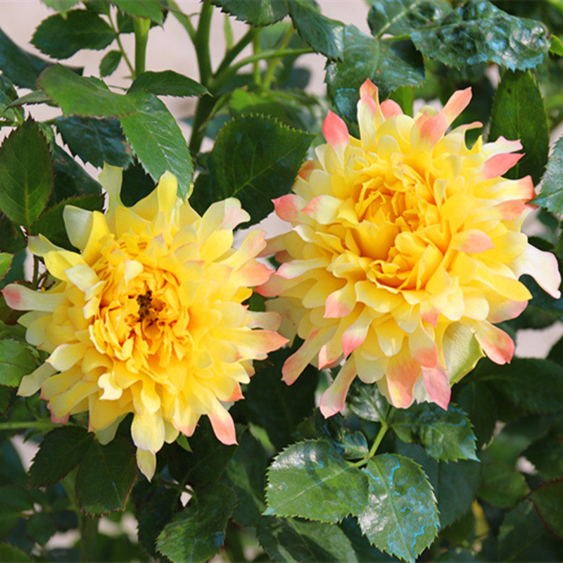 欧月新品烟花波浪月季花像菊花瓣的月季花朵灌木月季勤花易养