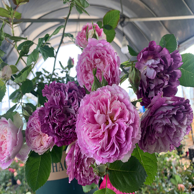 新品合唱团月季花灌木多头丰花浓香阳台盆栽庭院绿植一六八园艺