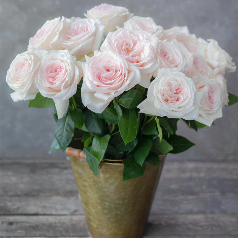 ADR新品园艺王子月季花低维护灌木长势快花大浓香一六八园艺