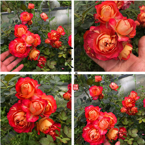 爬藤月季蔷薇多季开花月季花