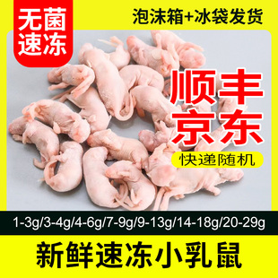 顺丰京东速冻红皮粉皮白霜小白鼠乳鼠蛇类守宫幼猫龟饲料独立包装