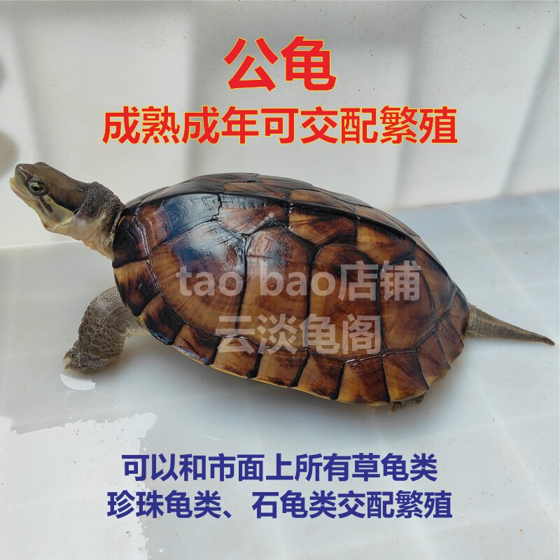 公龟活物种公纯种石公乌龟大龟成熟成年可交配繁殖招财龟观赏龟