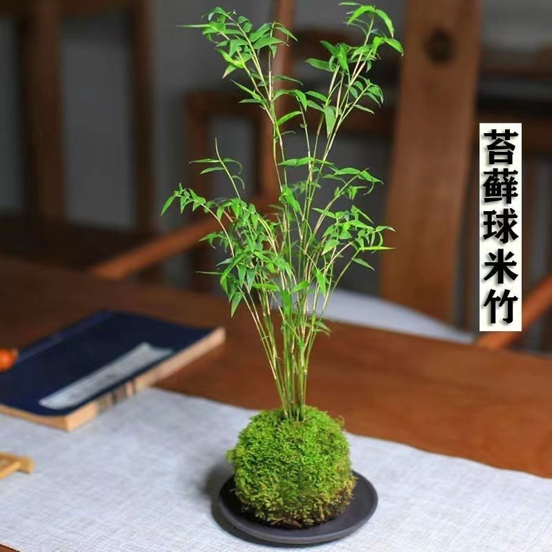 米竹可以水培苔藓球植物室内客厅草坪/观赏草