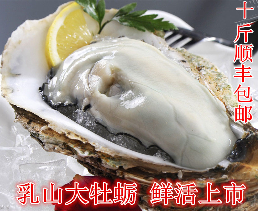 威海乳山特产生蚝牡蛎鲜活水产新生蚝