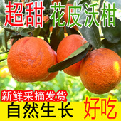 广西象州沃柑9斤新鲜水果当季 整箱花皮大果特级蜜柑桔子砂糖橘子