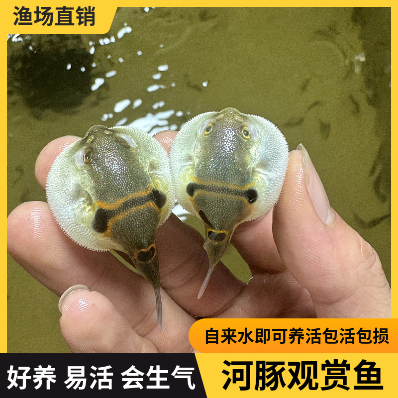 弓斑河豚观赏鱼冷淡水潜水艇狗头小鱼苗耐活好养巧克力娃娃鱼宠物