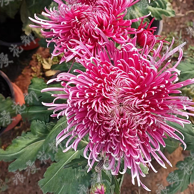 【大花细瓣紫龙卧雪】秋季大菊花盆栽带花苞发货庭院阳台观赏花卉