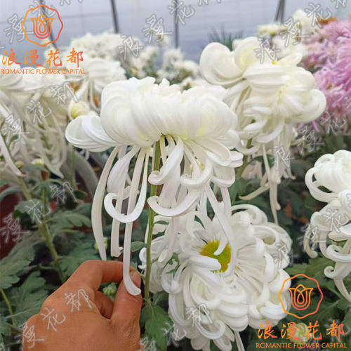 【大花独本瑞云殿】秋季大菊花苗盆栽带花苞耐寒庭院阳台好养花卉