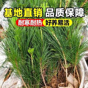 黑松树树苗雪松白皮松小苗庭院园林工程绿化风景大树四季常青植物