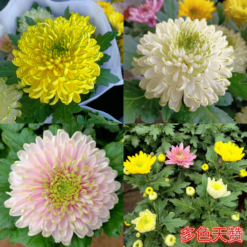 秋季大花耐寒带花苞盆栽菊花苗图片